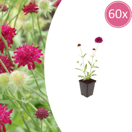 Knautia macedonica – 60 Pflanzen – Ø9cm – Höhe 10-25cm – Winterharte Staude – Tiefrote Blütendolden – Bienen