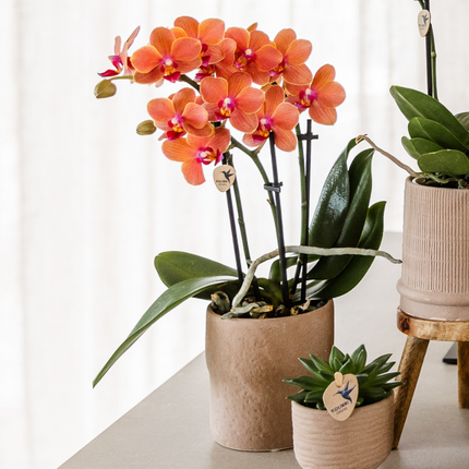 Set aus Bolzano-Orchidee & Sukkulente – In dekorativen Keramiktöpfen Ø9cm & Ø6cm – Blühende Zimmerpflanzen – Geschenkidee – Pflegeleicht – Frisch vom Züchter