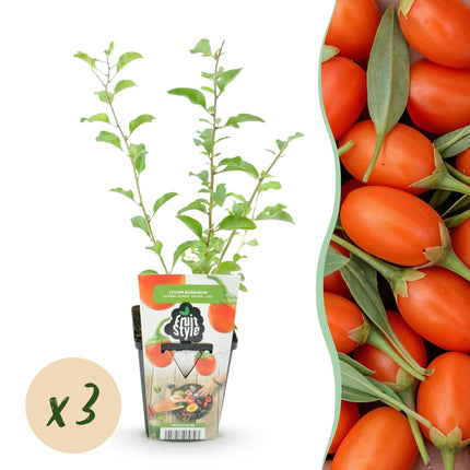 Goji – Beere Lycium barbarum winterhart 3 Pflanzen Ø9cm Höhe 30cm – Rote orange Beerenpflanze für Garten Beet Balkon & Terrasse