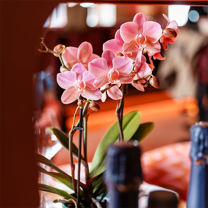 Phalaenopsis Orchideen Treviso – 2 Pflanzen – altrosa Blüten – Ø9cm – Blühende Zimmerpflanzen – Frisch vom Züchter – Elegante Deko & Geschenkidee