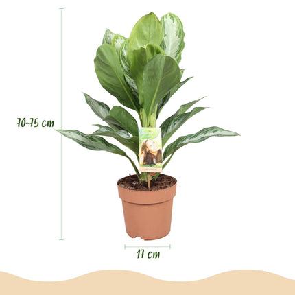 Aglaonema Silver Bay – 70-75cm – 17cm inkl. Naturkorb – Pflegeleichte silbergrüne Zimmerpflanze