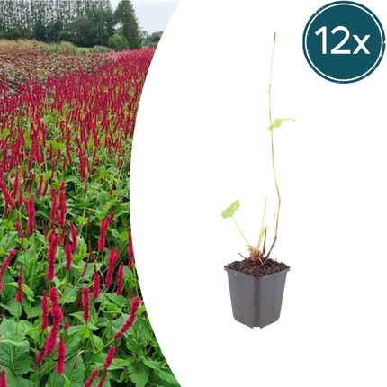 Persicaria amplexicaulis Blackfield – 12 Pflanzen – Ø9cm – Höhe 10-25cm – Winterharte Staude – Dunkelrote Blütenähren