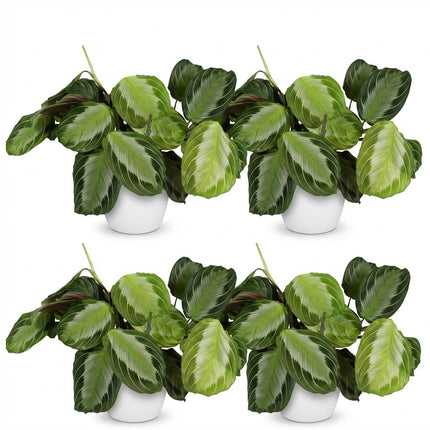 Maranta Fascinator Silverband 4er Set Pflanzen Mit Weißem Topf Ø12cm Höhe ca.25cm Gebetspflanze Grün Haustierfreundlich Pflegeleicht Für Zimmer