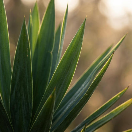 Yucca Elephantipes Palmlilie Zimmerpflanze 80-90cm 21cm Pflegeleichte Grünpflanze für Wohnzimmer Büro & Innenräume