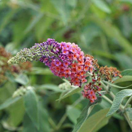 Schmetterlingsstrauch Buddleja davidii Flower Power – Lila – Rosa Blüten – 17cm x H30cm – Bis 2m – Sonnig & Pflegeleicht