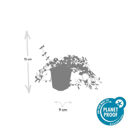 Vinca minor 'Gertrude Jekyll' – 24 Pflanzen – Immergrüner Bodendecker – Weiß blühend – Tiefgrüne Blätter – 10–25 cm – Ø9 cm – Schattentolerant & pflegeleicht