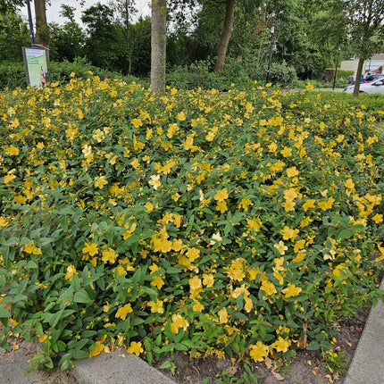 Großblumiges Johanniskraut – Hypericum 'Hidcote' – Ø9cm – ↕10-25 cm – 40 Pflanzen – immergrüner Strauch, gelbe Blüten, bienenfreundlich