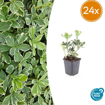 Pachysandra terminalis 'Variegata' – 24 Pflanzen – ↕10-25 cm – Ø9 cm – Immergrüner Bodendecker – Winterhart – Schattengarten – Buntes Laub