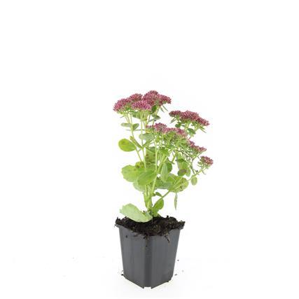 Große Fetthenne Sedum 'Herbstfreude' – 24 Pflanzen – ↕10-25 cm – Ø9 cm – Winterharte Sukkulente – Trockenheitsresistent – Bienfreundlicher Bodendecker