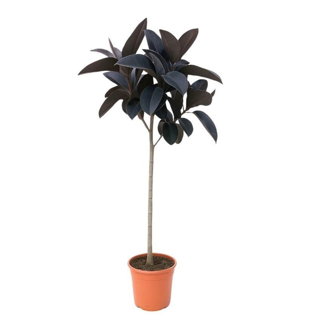 Ficus Elastica Abidjan – 130cm – Große Zimmerpflanze mit dunkelgrünem Glanzlaub – Luftreinigender Gummibaum für Zimmer & Büro