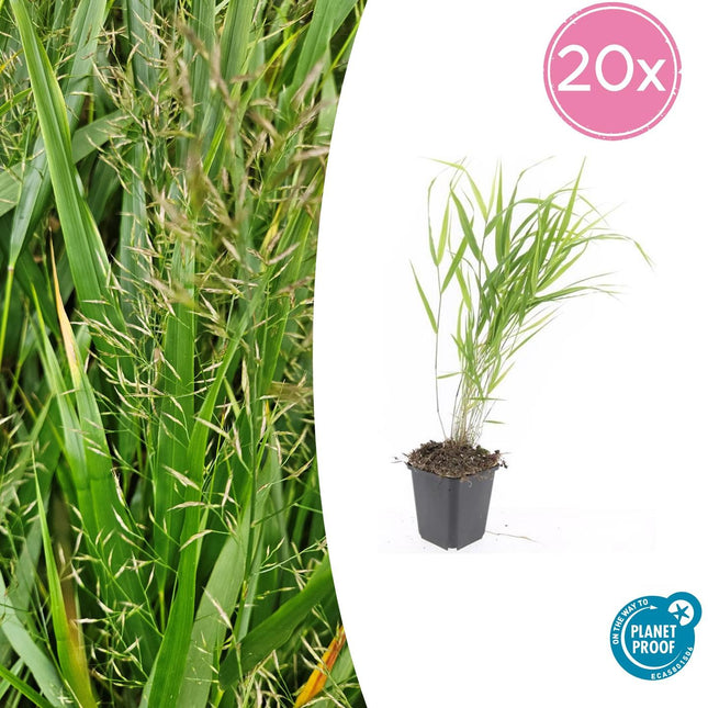 Japan-Zwergschilf – Hakonechloa macra – 20 Pflanzen – ↕10–25cm – Pflegeleicht & winterhart – Ziergras für Schatten & Halbschatten