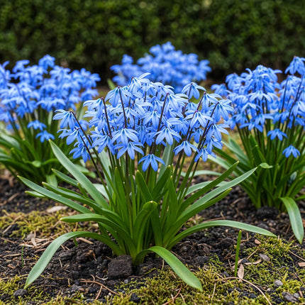 Blumenzwiebeln Scilla Siberica – 50 Blumenzwiebeln – Frühblühende Blausternchen – Lila-blaue Frühlingsblumen für Beet, Balkon & Terrasse – Pflegeleicht