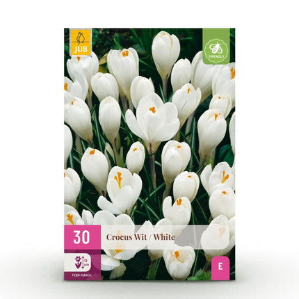 Blumenzwiebeln Crocus White – Weiß – 30 Stück – Zwiebelgröße 7/8 – Krokusse für Garten, Balkon & Terrasse – Frühblühende, winterharte Blumenzwiebeln