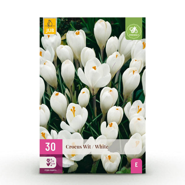 Blumenzwiebeln Crocus White – Weiß – 30 Stück – Zwiebelgröße 7/8 – Krokusse für Garten, Balkon & Terrasse – Frühblühende, winterharte Blumenzwiebeln