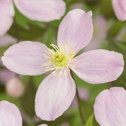 Kletterpflanze Clematis montana Rubens – Hellrosa Blüten – Frühblühend – 2 Pflanzen – 11cm x H40cm – Bis 10m – Pflegeleicht