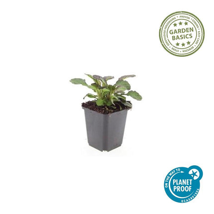 Großblättriger Günsel – Ajuga reptans 'Catlin's Giant' – 6 Pflanzen – Bodendecker mit großen Blättern & blauen Blüten – Winterhart & pflegeleicht – Höhe 10-25cm