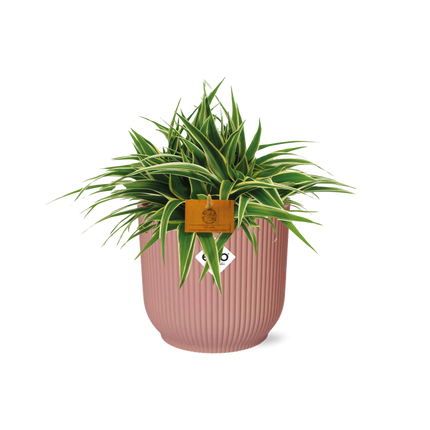 Grünlilie – Chlorophytum Ocean – ca. 15cm Höhe – Zimmerpflanze mit weißen Blattstreifen – luftreinigend & pflegeleicht – Topfgröße Ø16cm