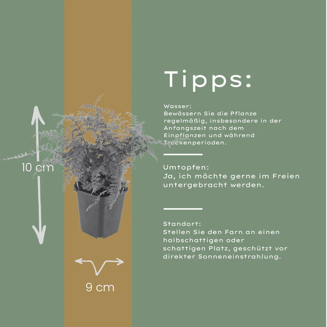 Polystichum setiferum Herrenhausen – 60 Pflanzen – Ø9cm – Höhe 10-25cm – Immergrüner Farn – Schattenstaude für Beet, Gehölzrand & Flächenpflanzung