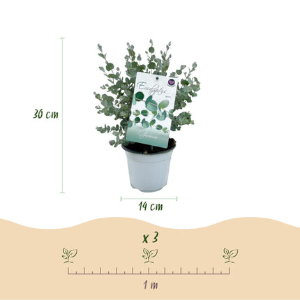 Eukalyptusbaum - Eukalyptus gunnii - Grau - 4 Pflanzen - Terrassenpflanze - Winterhart - 14cm Höhe 30cm