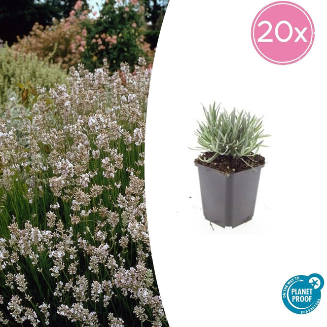 Weißer Lavendel Lavandula int. ‘Edelweiss’ – ↕10-25cm – Ø9cm – 20 Pflanzen – Winterhart & pflegeleicht – Duftende Blüten – Für Beete, Töpfe & Steingärten