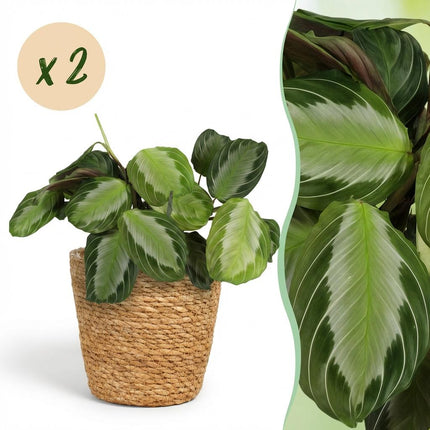 Maranta Fascinator Silverband Gebetspflanze Zimmerpflanze 2er Set inkl. Naturkorb