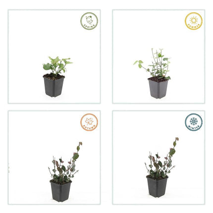 Purpur – Kriechspindel – Euonymus fortunei 'Coloratus' – ↕10-25cm – Ø9cm – 60 Pflanzen – Bodendecker – Winterhart & Pflegeleicht – Herbstbeeren