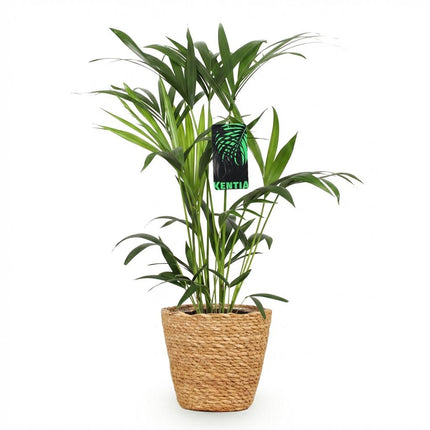 Howea Forsteriana Kentia Palme Zimmerpflanze inkl. Naturkorb