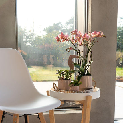 Phalaenopsis Orchidee – Treviso Altrosa – Ø9cm – Blühende Zimmerpflanze – Elegante Deko-Orchidee – Frisch vom Züchter