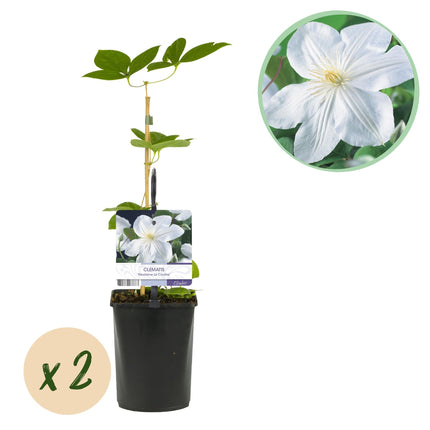Kletterpflanze Clematis Madame Le Coultre – Cremig weiße Blüten – Wenig Pflege – 2 Pflanzen – 11 cm Höhe 40 cm – Für Garten, Terrasse & Pergolen