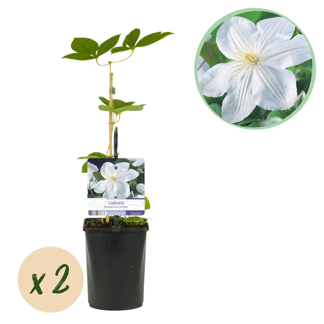 Kletterpflanze Clematis Madame Le Coultre – Cremig weiße Blüten – Wenig Pflege – 2 Pflanzen – 11 cm Höhe 40 cm – Für Garten, Terrasse & Pergolen