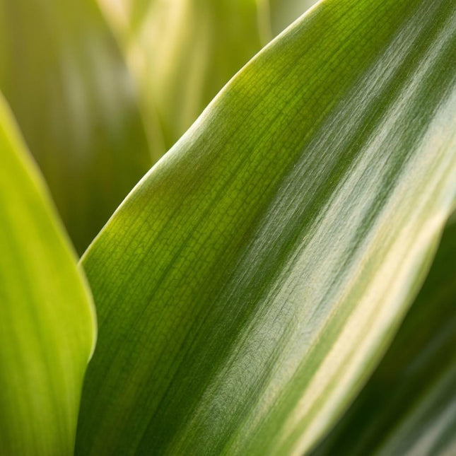 Drachenbaum Janet Craig Dracaena Zimmerpflanze 90-100cm Ø21cm Pflegeleichte Grünpflanze für Wohnzimmer Büro & Innenräume
