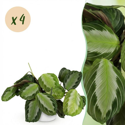 Maranta Fascinator Silverband 4er Set Pflanzen Mit Weißem Topf Ø12cm Höhe ca.25cm Gebetspflanze Grün Haustierfreundlich Pflegeleicht Für Zimmer
