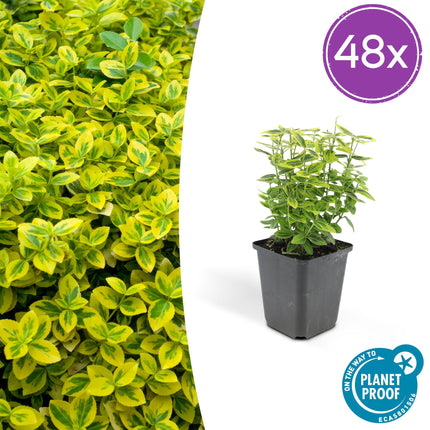 Euonymus fortunei 'Emerald 'n Gold' – Immergrüner Strauch mit gelb-grünem Laub – 48 Pflanzen – ↕10–25cm – Ø9cm – Kompakte Form für Hecken, Beete & Solitär – Pflegeleicht & schnittverträglich