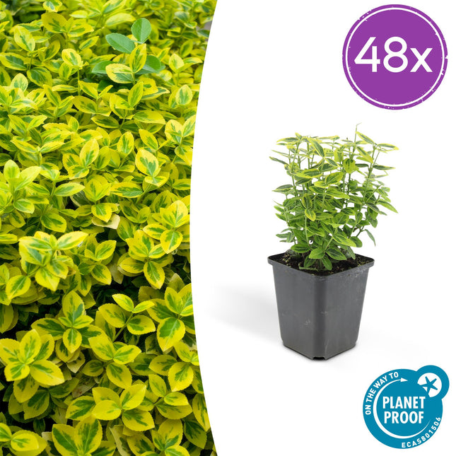 Euonymus fortunei 'Emerald 'n Gold' – Immergrüner Strauch mit gelb-grünem Laub – 48 Pflanzen – ↕10–25cm – Ø9cm – Kompakte Form für Hecken, Beete & Solitär – Pflegeleicht & schnittverträglich