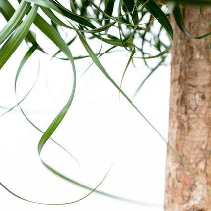 Beaucarnea XXL – ca.180-200cm Zimmerpflanze – Elefantenfuß mit markantem Stamm – Exklusive Großpflanze für Wohnzimmer Büro & Empfangsbereiche