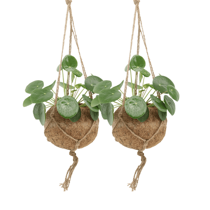 Kokodama Pilea Peperomioides – 2 Pflanzen – 20cm – Ø15 – Nachhaltige Pfannkuchenpflanzen im Kokodama – Kokostopf