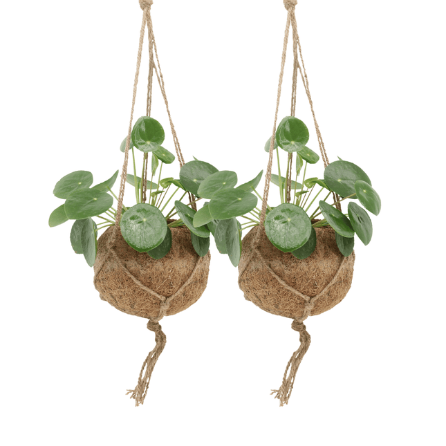 Kokodama Pilea Peperomioides – 2 Pflanzen – 20cm – Ø15 – Nachhaltige Pfannkuchenpflanzen im Kokodama – Kokostopf