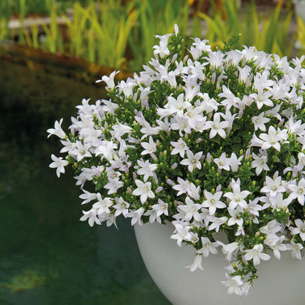 Campanula Addenda Ambella weiß 3er Set – Glockenblume weiß im Baumwollkorb mit Bewässerungsreservoir – Topfgröße 12cm – winterhart, lang blühend für Balkon, Garten & Wohnraum