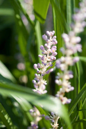 Liriope muscari 'Monroe White' – 48 Pflanzen – Immergrüne Staude – 9cm – ↕10-25cm – Weißblühende Bodendeckerpflanzen – Winterhart & pflegeleicht