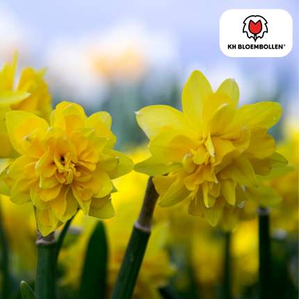 Narzisse Tête de Luxe – 25 Blumenzwiebeln – luxuriöse Mini-Narzisse – frühe Blüte – gelb – Blumenzwiebeln für Garten, Beet & Kübel