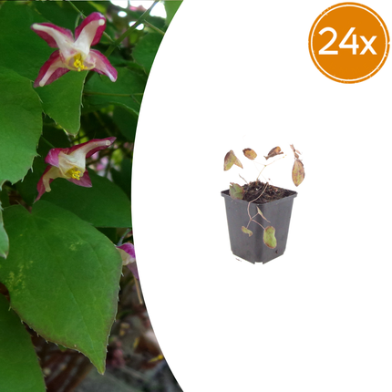 Elfenblume Epimedium rubrum – 24 Pflanzen – 10-25cm – Ø9cm – Winterharte Schattenstaude mit rotrosa Blüten – Bodendecker für Garten & Gehölzrand