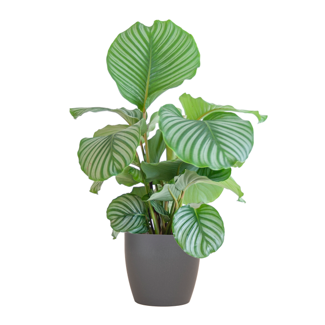 Korbmarante Calathea Orbifolia – Zimmerpflanze 65cm – Ø21cm – Luftreinigend – Inklusive biologisch abbaubarem Viber-Topf Grau – Exotische Zimmerpflanze mit mintgrünen Blättern