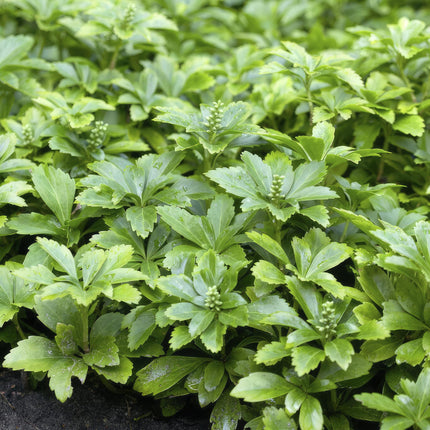 Pachysandra terminalis 'Green Carpet' – immergrüner Bodendecker – 48 Pflanzen – weiße Blüten – Ø9cm – ↕10-25cm – schattenverträglich – pflegeleicht