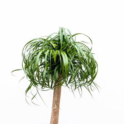Beaucarnea XXL – ca.180-200cm Zimmerpflanze – Elefantenfuß mit markantem Stamm – Exklusive Großpflanze für Wohnzimmer Büro & Empfangsbereiche