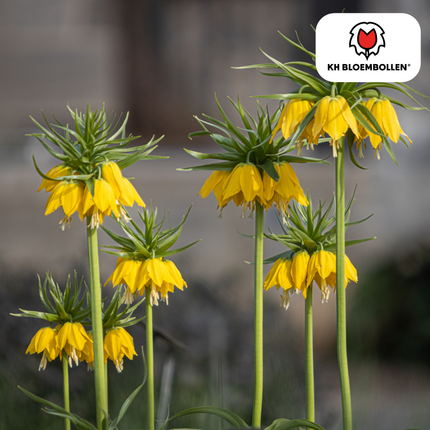 Fritillaria imperialis 'Lutea' – Kaiserkrone – schwefelgelbe Blüten – 5 Blumenzwiebeln – ↕80-100cm – imposanter Frühjahrsblüher