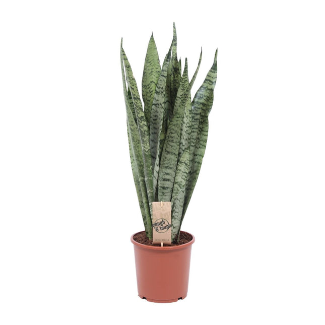 Bogenhanf Sansevieria Zeylanica – 70cm Ø17cm – Pflegeleichte Schwiegermutterzunge mit schlanken Blättern – Robuste Grünpflanze