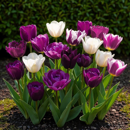 Blumenzwiebeln Tulipa Blueberry Mix – Verschiedene Farben – 12 Stück – Zwiebelgröße 11/12 – Bunte Tulpenmischung für Garten, Balkon & Terrasse – Frühjahrsblüher