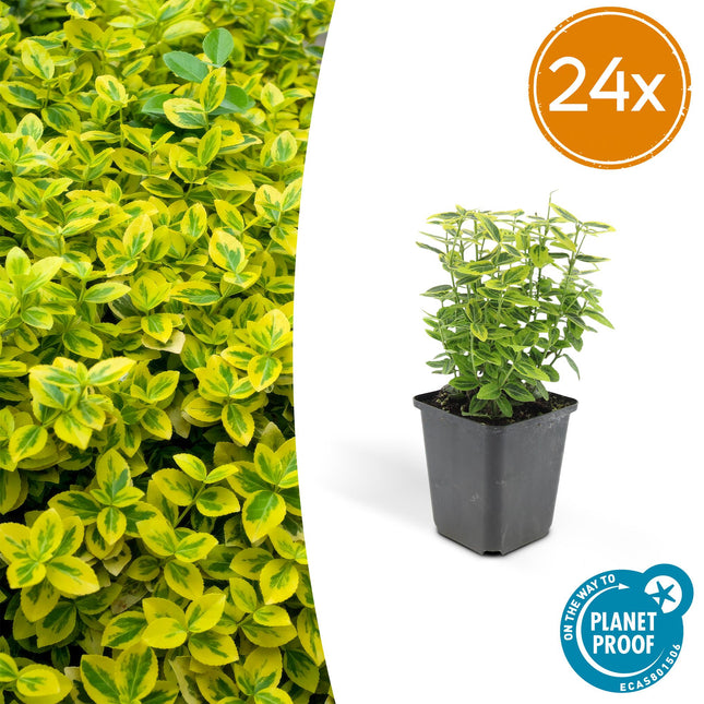 Euonymus fortunei 'Emerald 'n Gold' – Immergrüner Strauch mit gelb-grünem Laub – 24 Pflanzen – ↕10–25cm – Ø9cm – Kompakt & pflegeleicht – Für Hecken, Beete & Solitärpflanze
