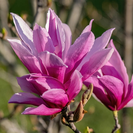 Magnolia liliiflora Nigra – 12cm – Höhe ca. 30cm – Laubabwerfende Magnolie mit tief lila Frühlingsblüten – Pflegeleicht für Beet, Balkon & Terrasse