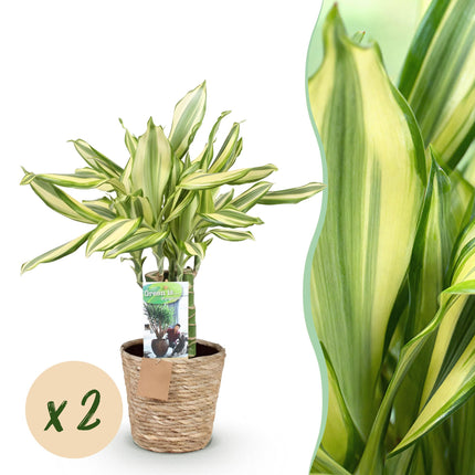 Dracaena fragrans Diamond Dream – Drachenbaum – 2 Pflanzen – 50-55cm – 17cm – Buntes Blattwerk & pflegeleicht – Zimmerpflanze inkl. Naturkorb